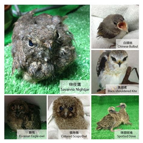 斑鳩死掉|鳥兒從樹上掉下來了 先別衝動「拯救」